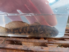 Gobius niger