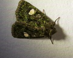 Phosphila miselioides