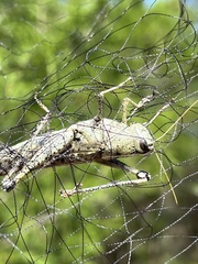 Schistocerca rubiginosa