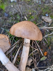 Cyclocybe erebia