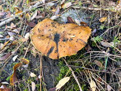 Suillus tomentosus
