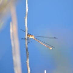 Lestes alacer