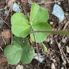 Oxalis articulata