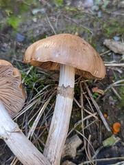 Cyclocybe erebia