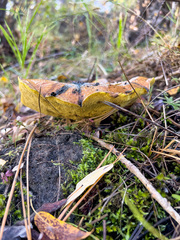 Suillus tomentosus