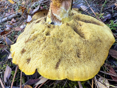 Suillus tomentosus