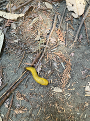 Ariolimax dolichophallus