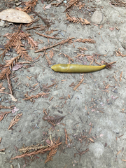 Ariolimax dolichophallus