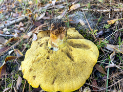 Suillus tomentosus