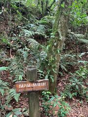 Alchornea triplinervia