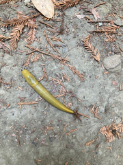 Ariolimax dolichophallus