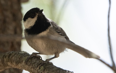 Poecile sclateri