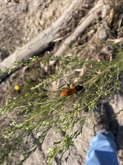 Tragidion coquus
