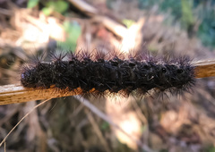 Aglaomorpha plagiata