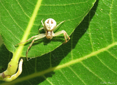 Misumenops maculissparsus