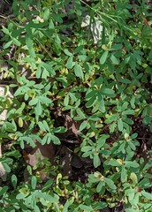 Hypericum hypericoides
