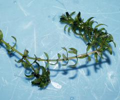 Elodea canadensis