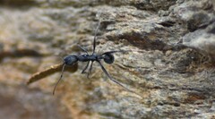 Aphaenogaster senilis