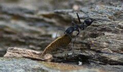 Aphaenogaster senilis