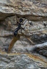 Aphaenogaster senilis
