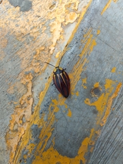 Rochaina mexicana