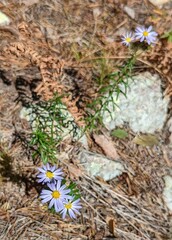 Ionactis linariifolia