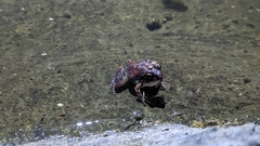 Tomopterna natalensis