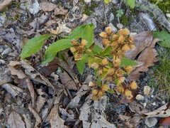 Sericocarpus asteroides
