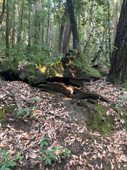 Sequoia sempervirens