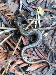 Batrachoseps attenuatus