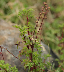 Acaena elongata