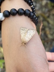 Lepidoptera