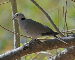 Streptopelia capicola