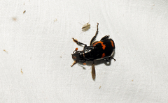 Nicrophorus sayi