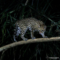 Leopardus pardalis mitis
