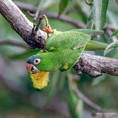 Thectocercus acuticaudatus