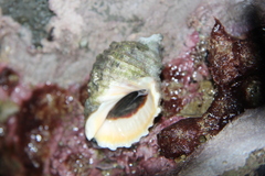 Dicathais orbita