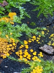Calycina