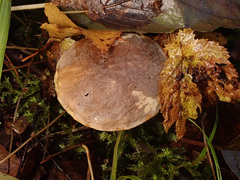 Leccinum rigidipes