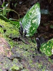 Xylaria longipes