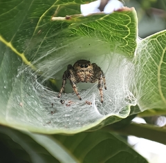 Paraphidippus aurantius