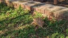 Stigmochelys pardalis