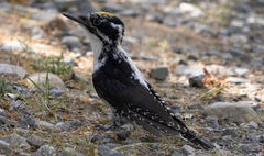 Picoides dorsalis