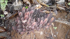 Wynnea americana