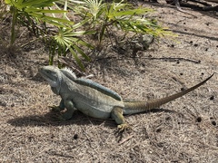 Turks Island Iguana photo 4