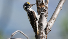 Picoides dorsalis
