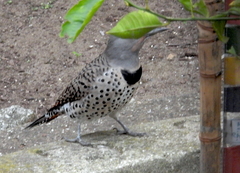 Colaptes auratus cafer