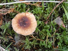 Lepiota castanea