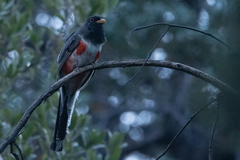 Trogon elegans