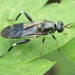Garden Soldier Fly - Photo (c) Thomas Barbin, some rights reserved (CC BY-NC), uploaded by Thomas Barbin